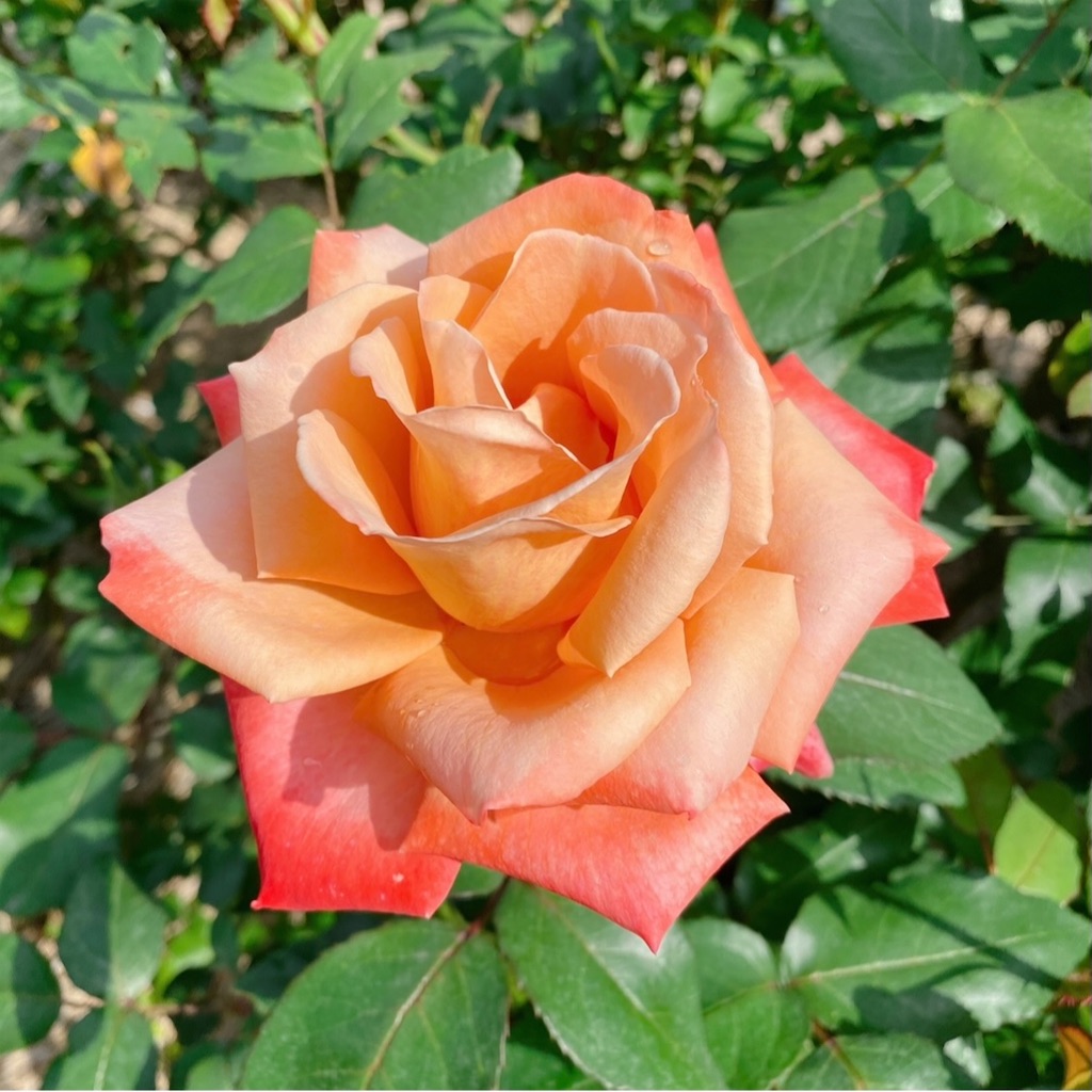 f:id:blossom-art:20210517204717j:image