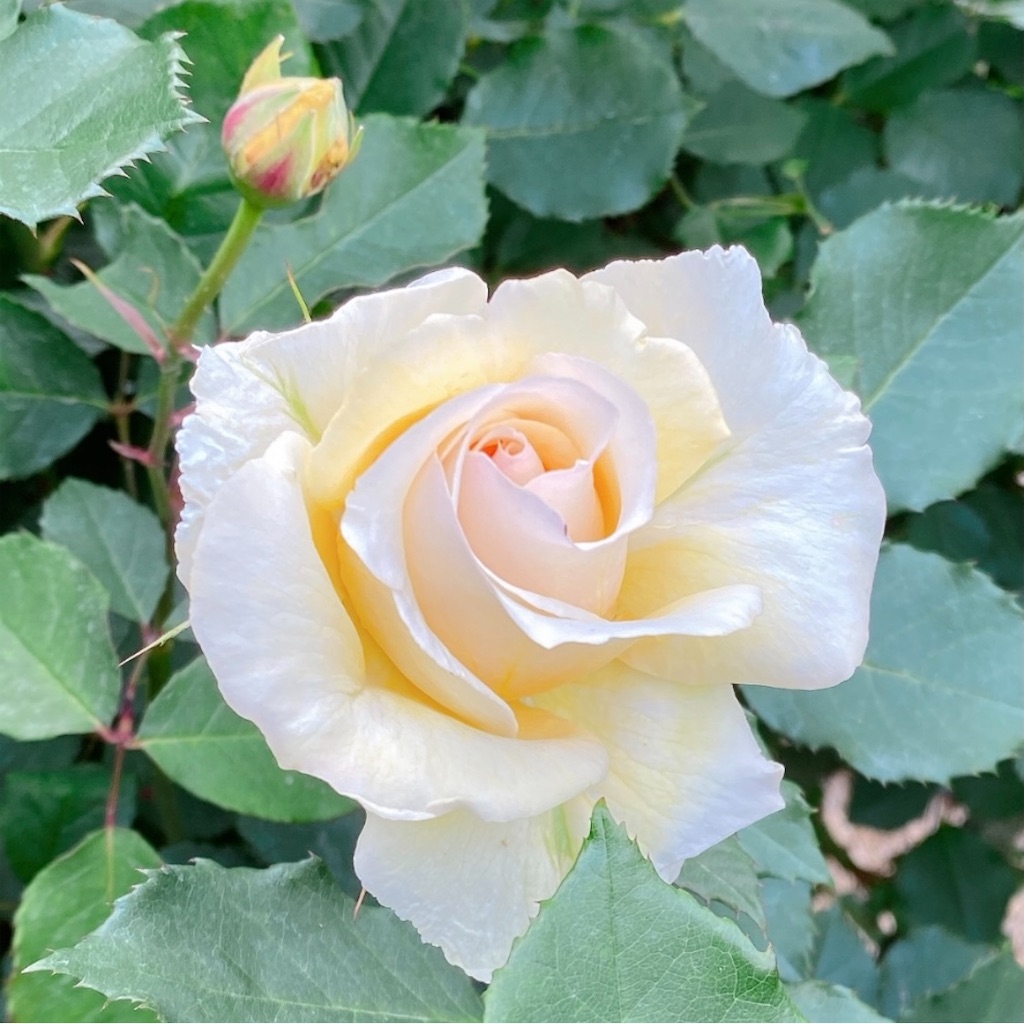 f:id:blossom-art:20210517204824j:image