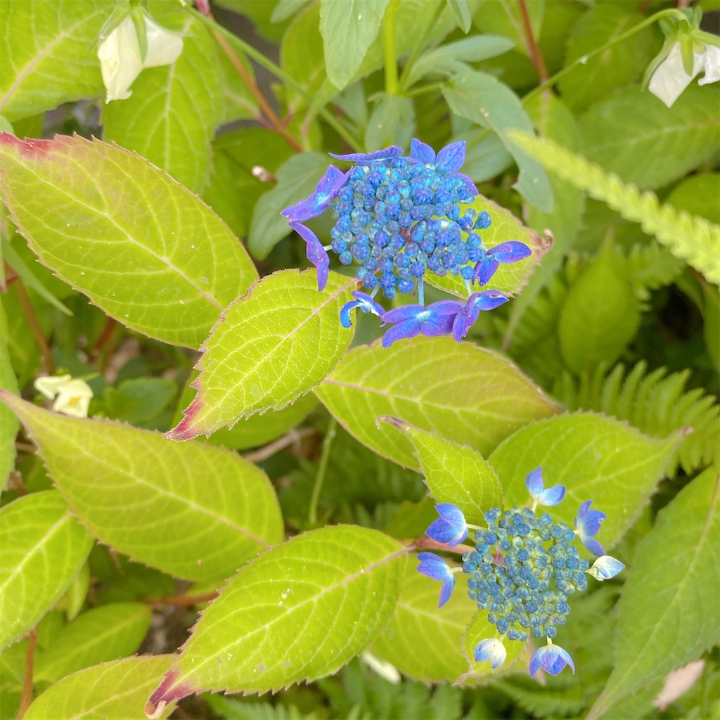 f:id:blossom-art:20210518144722j:image