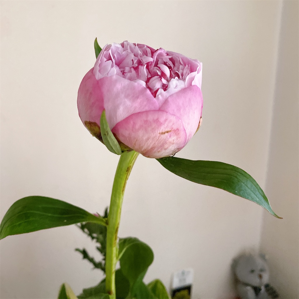 f:id:blossom-art:20210521175058j:image