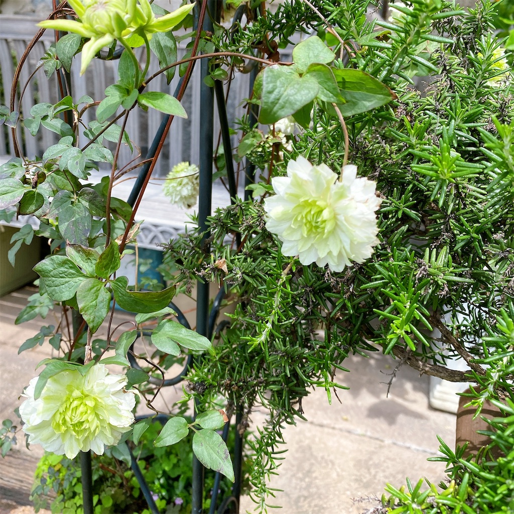 f:id:blossom-art:20210522181826j:image f:id:blossom-art:20210522181826j:image