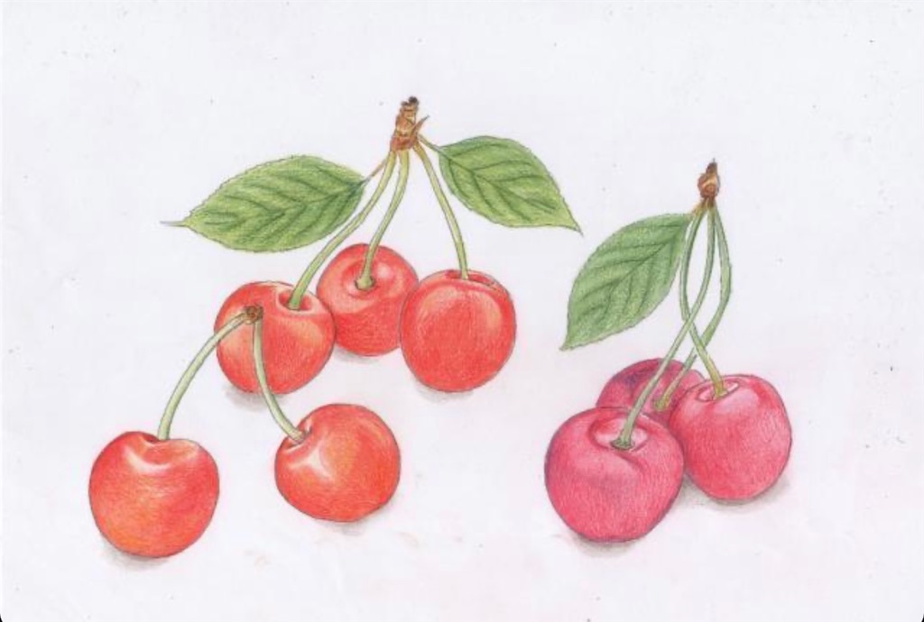 f:id:blossom-art:20210522182049j:image