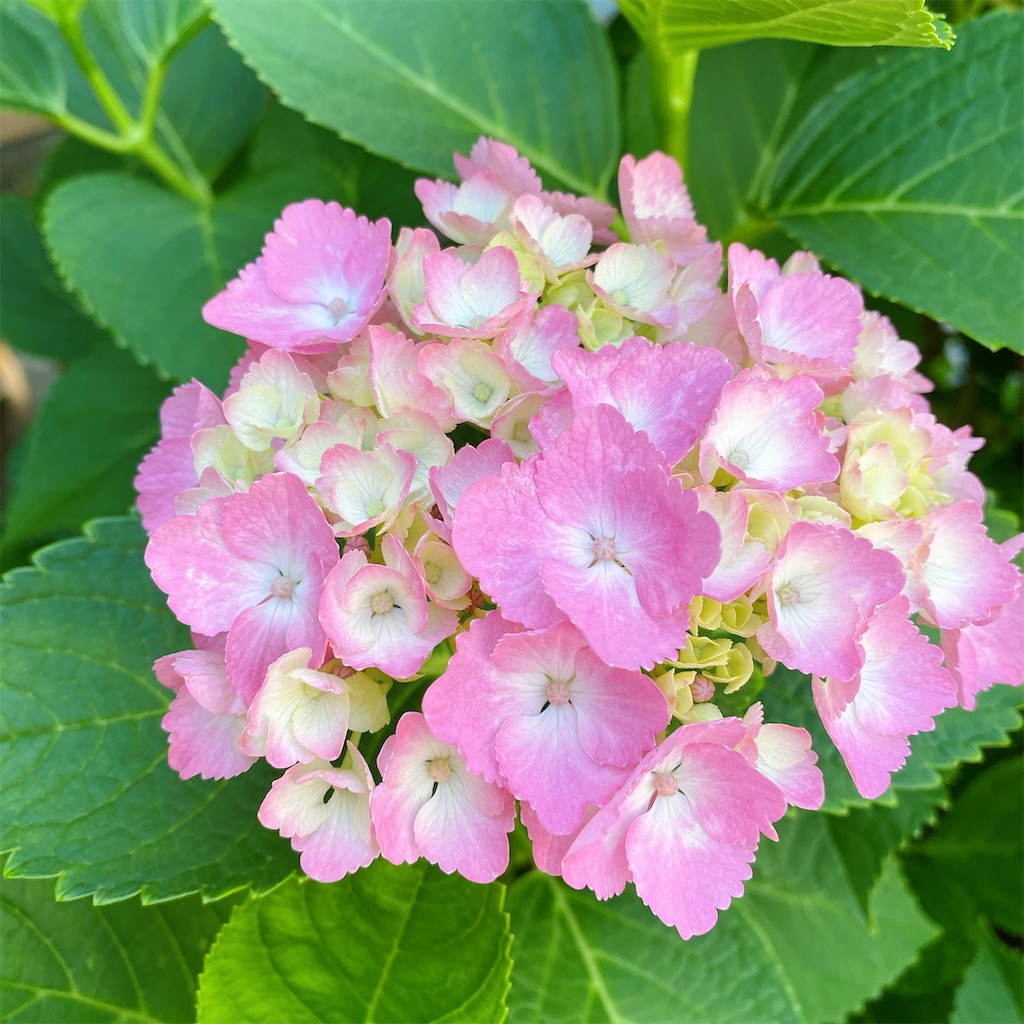 f:id:blossom-art:20210525212757j:image