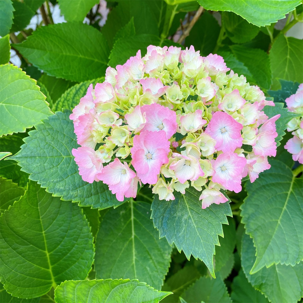 f:id:blossom-art:20210525212844j:image