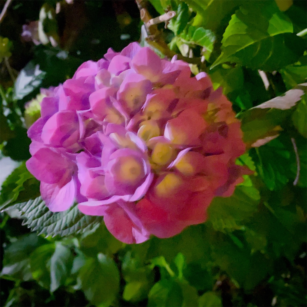 f:id:blossom-art:20210525213236j:image