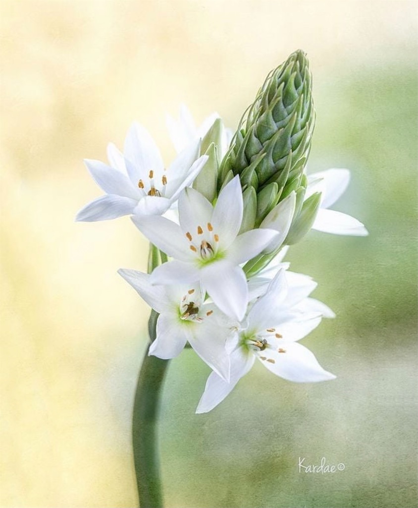 f:id:blossom-art:20210526192115j:image