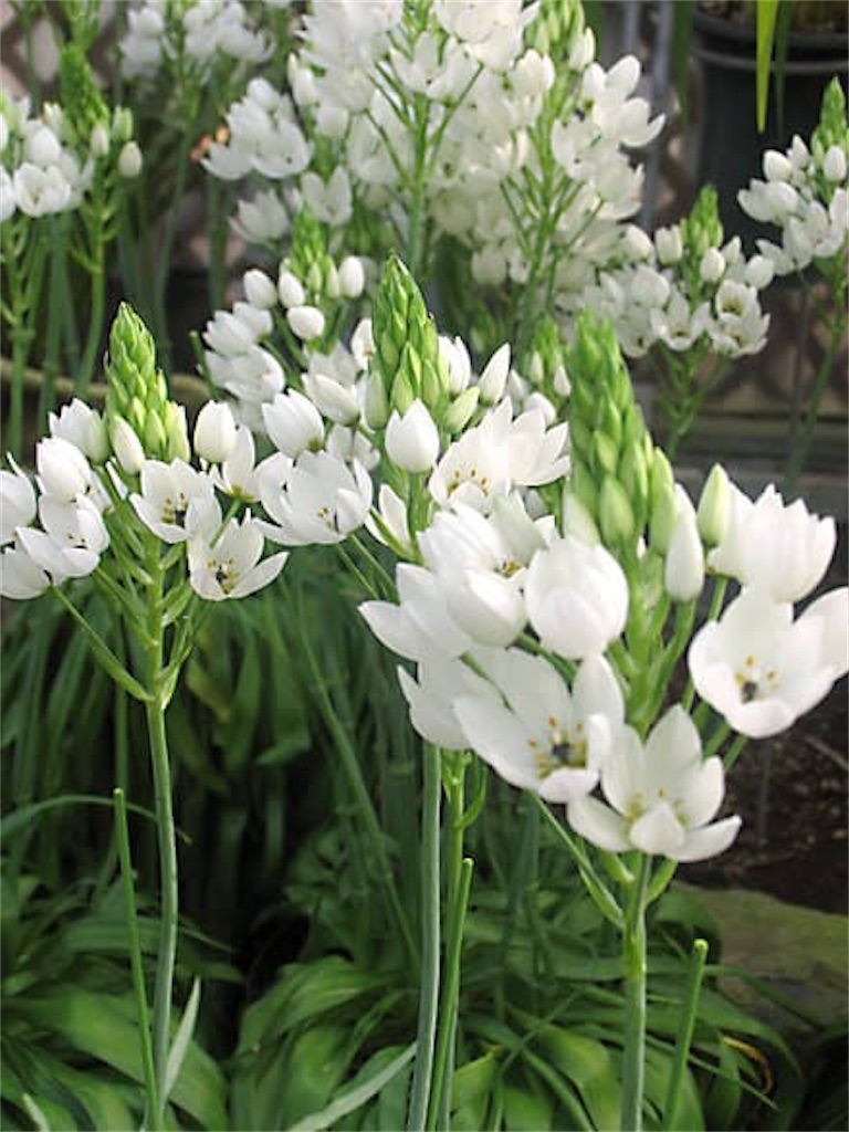 f:id:blossom-art:20210526192126j:image