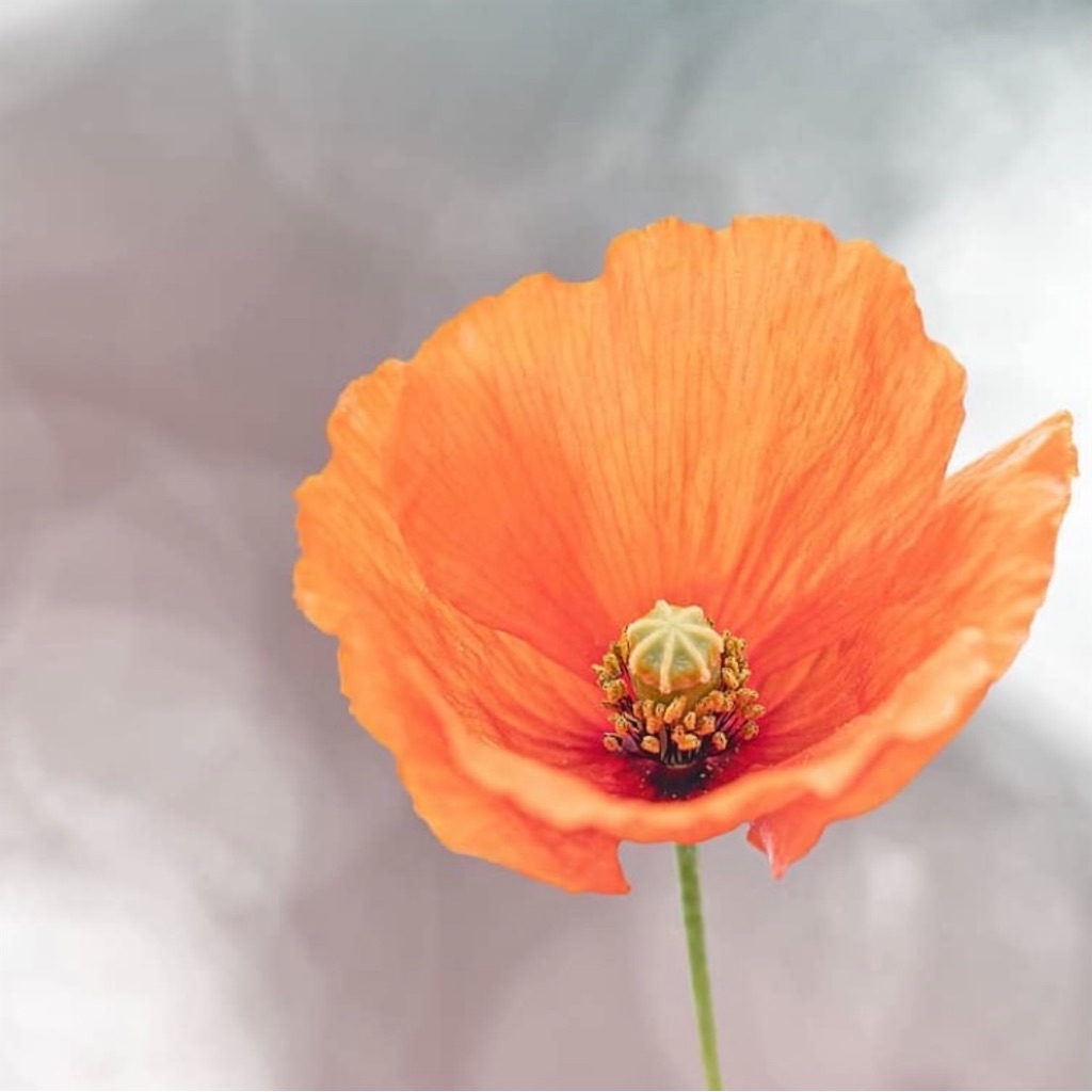 f:id:blossom-art:20210526192136j:image