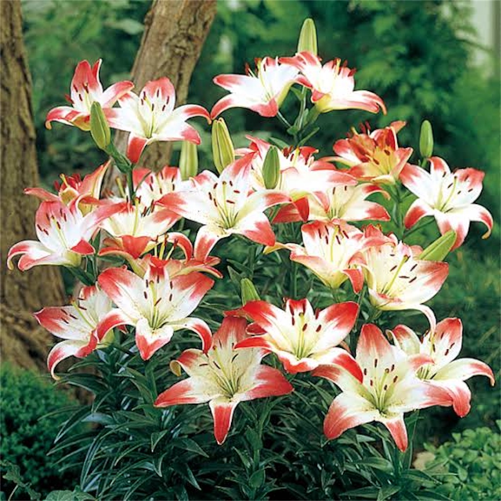 f:id:blossom-art:20210527184734j:image
