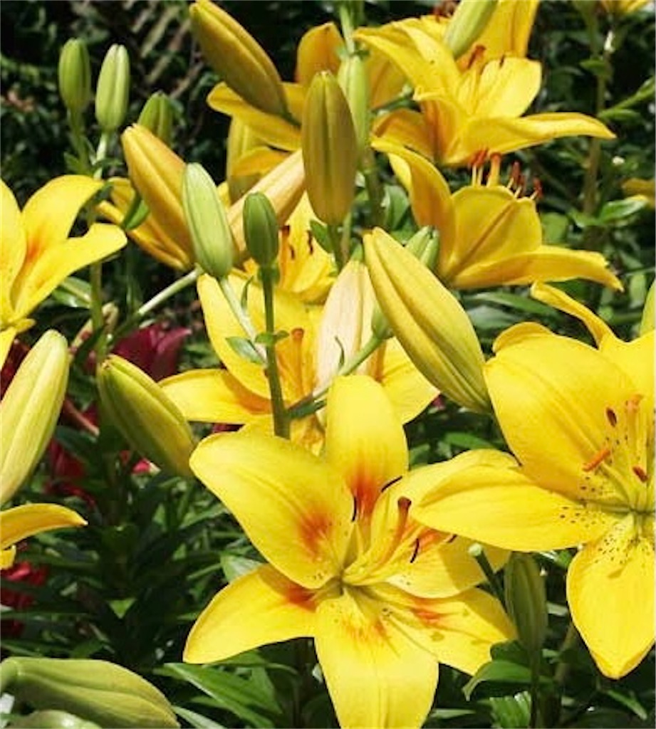 f:id:blossom-art:20210527184800j:image