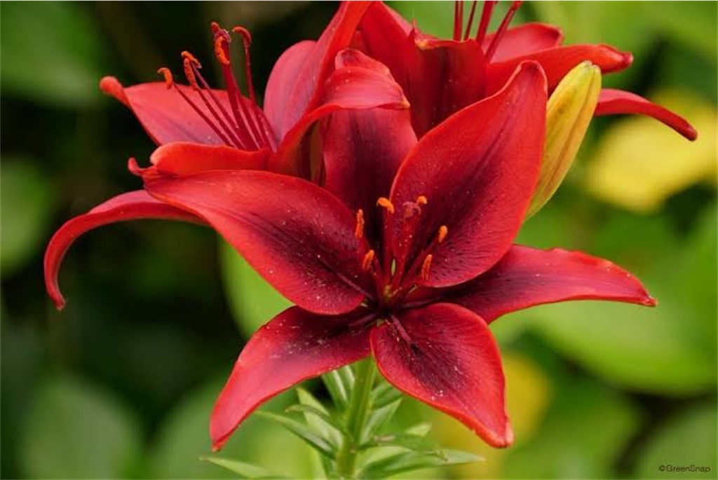 f:id:blossom-art:20210527184824j:image