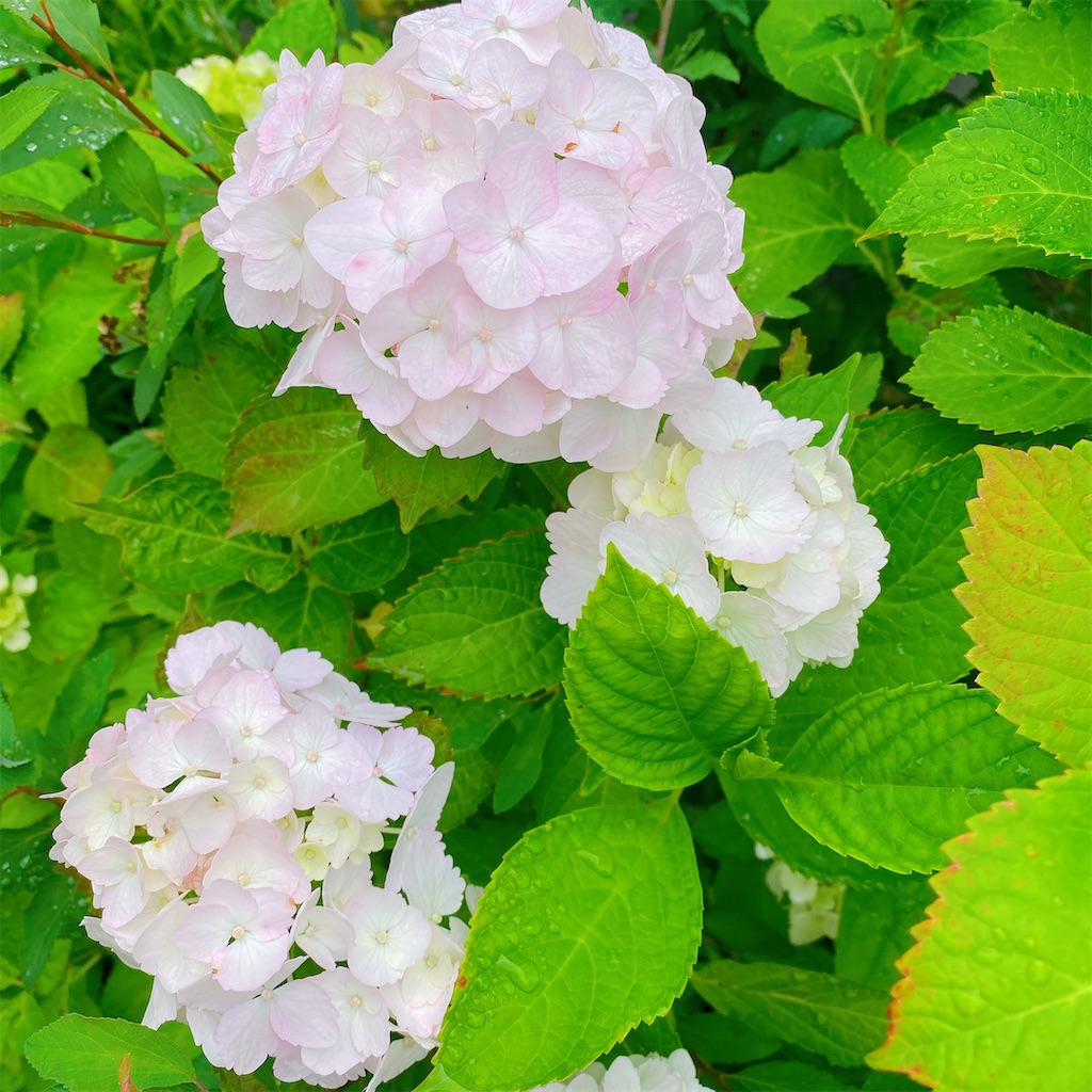 f:id:blossom-art:20210528182129j:image f:id:blossom-art:20210528182129j:image