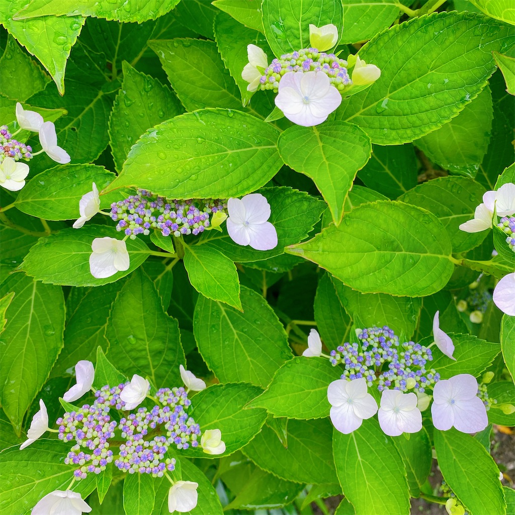 f:id:blossom-art:20210528182146j:image f:id:blossom-art:20210528182146j:image