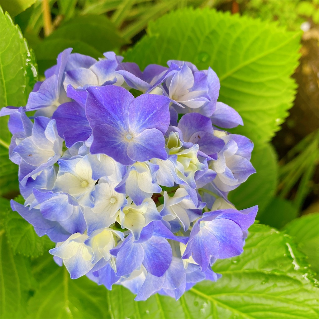 f:id:blossom-art:20210528182208j:image f:id:blossom-art:20210528182208j:image