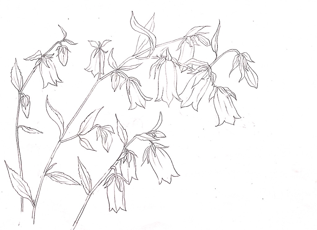 f:id:blossom-art:20210528183050j:image f:id:blossom-art:20210528183050j:image