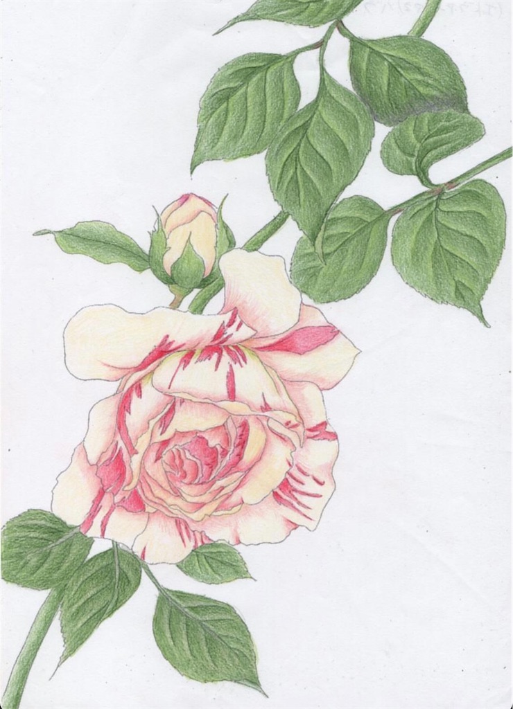 f:id:blossom-art:20210530182034j:image