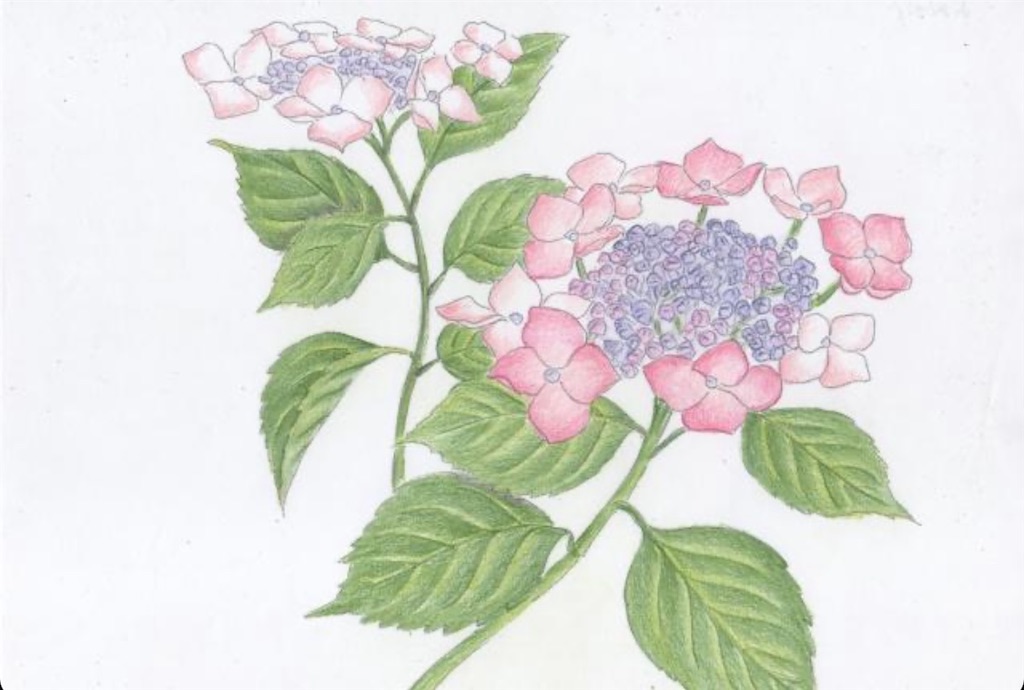 f:id:blossom-art:20210530182049j:image
