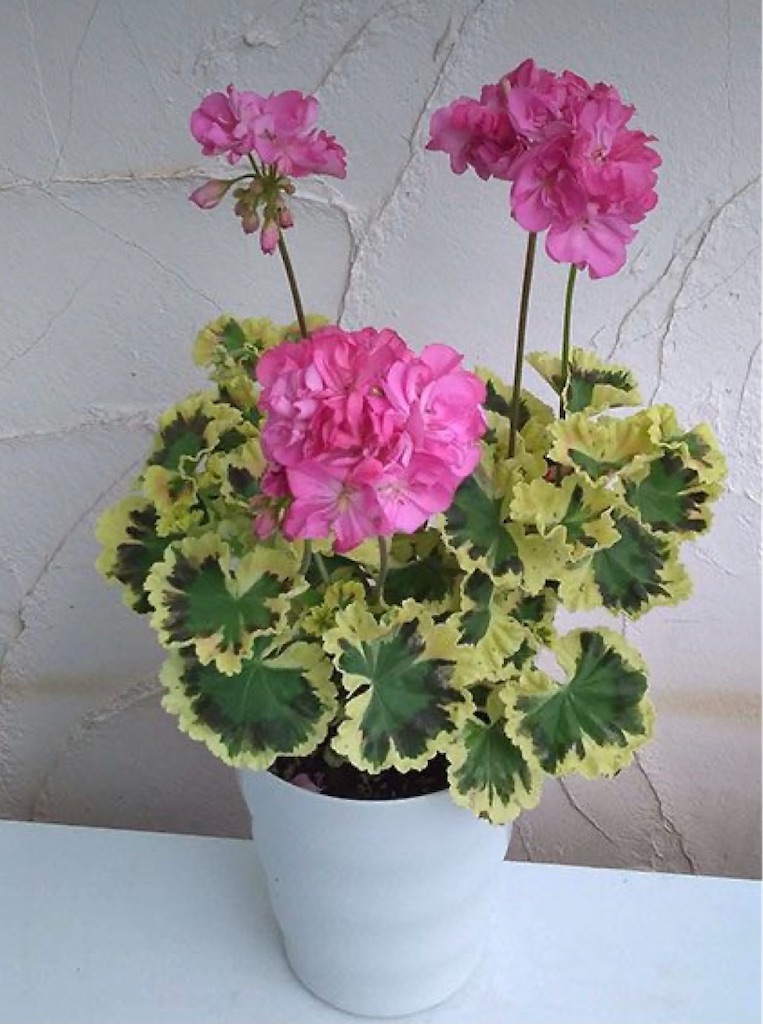f:id:blossom-art:20210531194245j:image