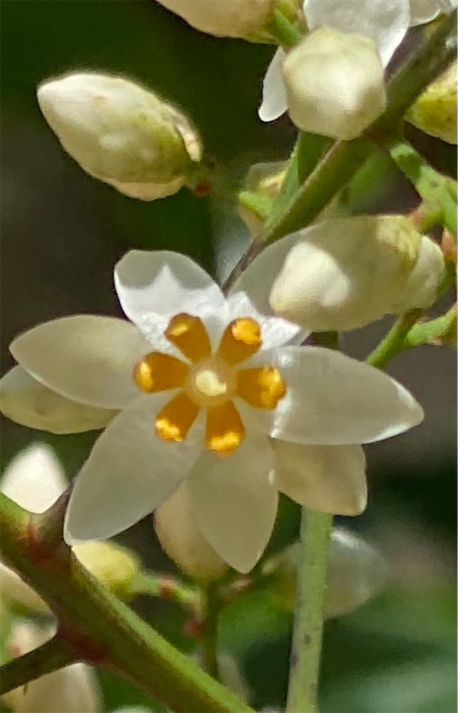 f:id:blossom-art:20210601213003j:image