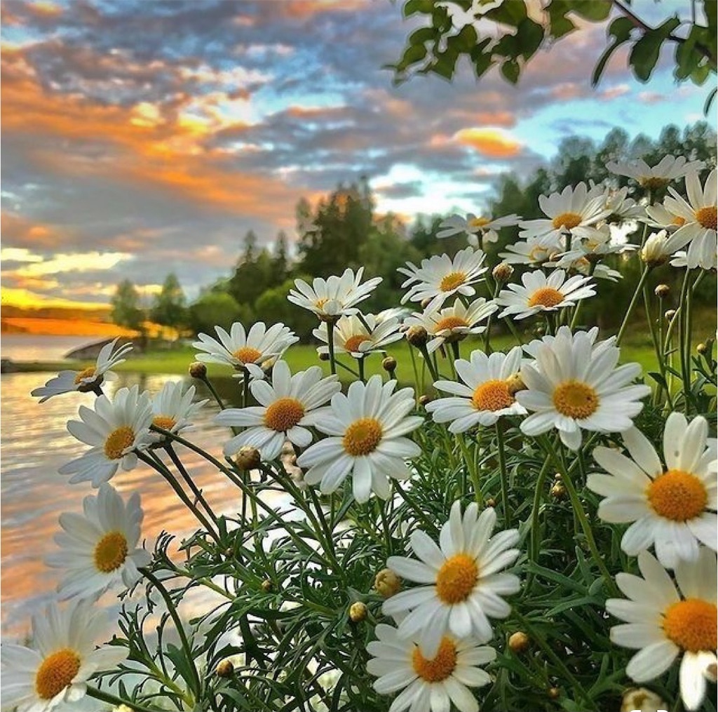 f:id:blossom-art:20210601213950j:image