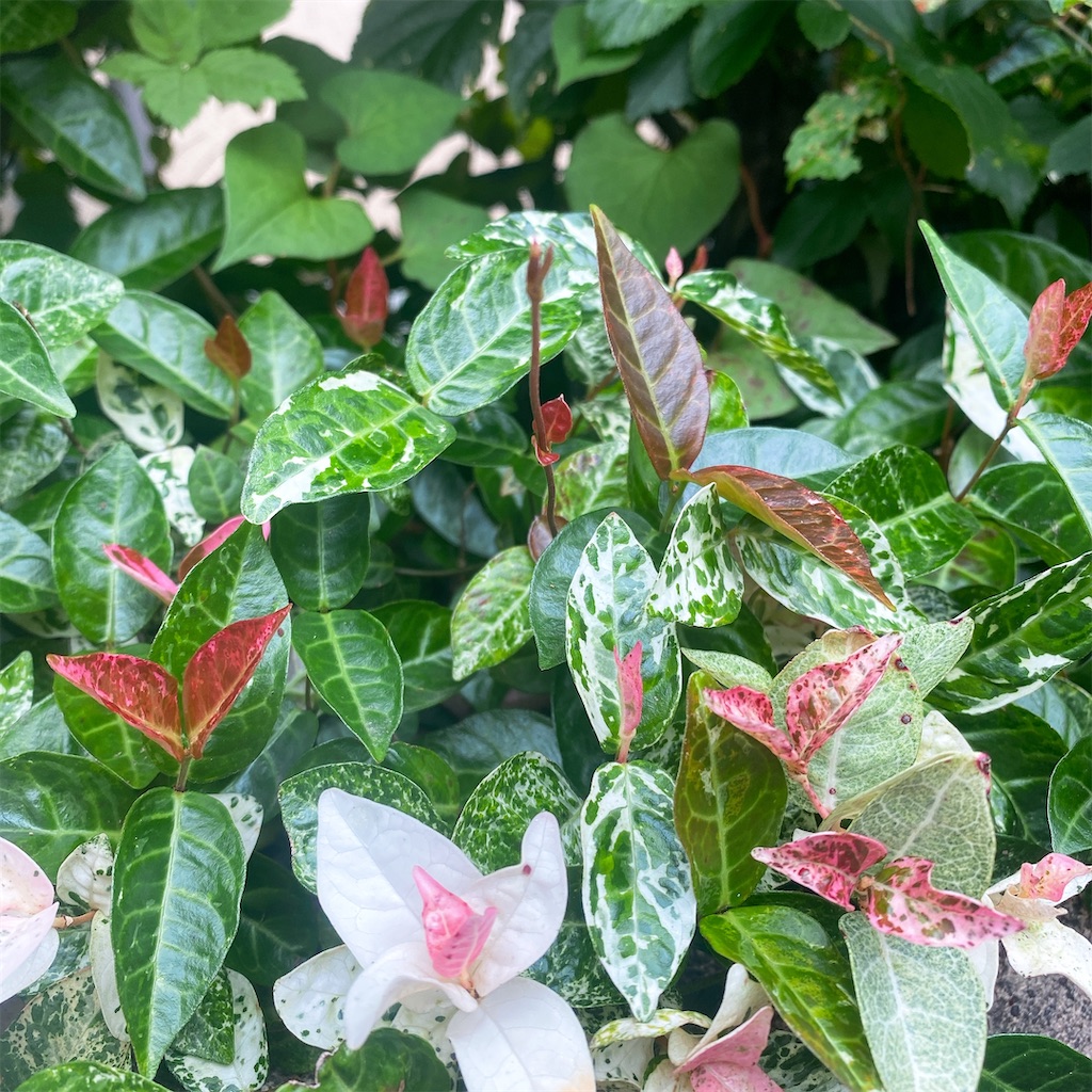 f:id:blossom-art:20210616190403j:image