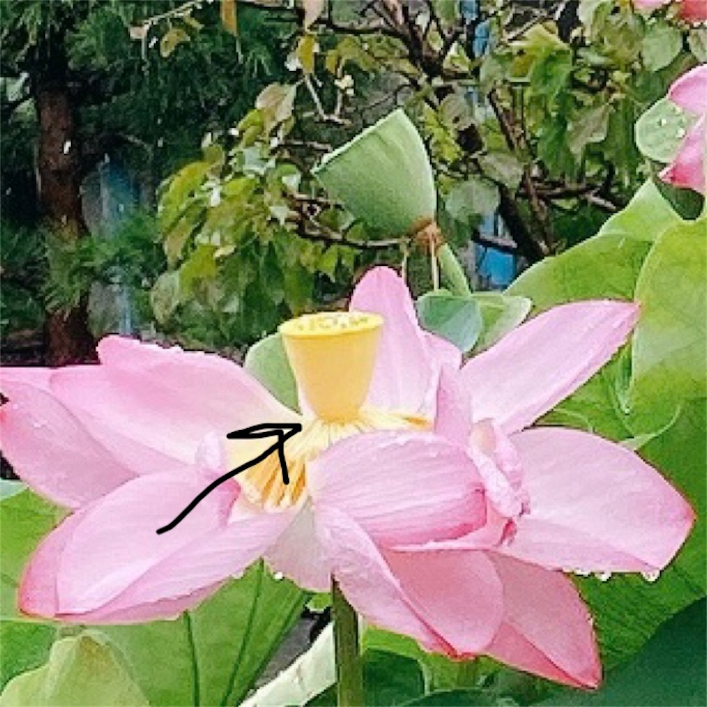 f:id:blossom-art:20210701150654j:image