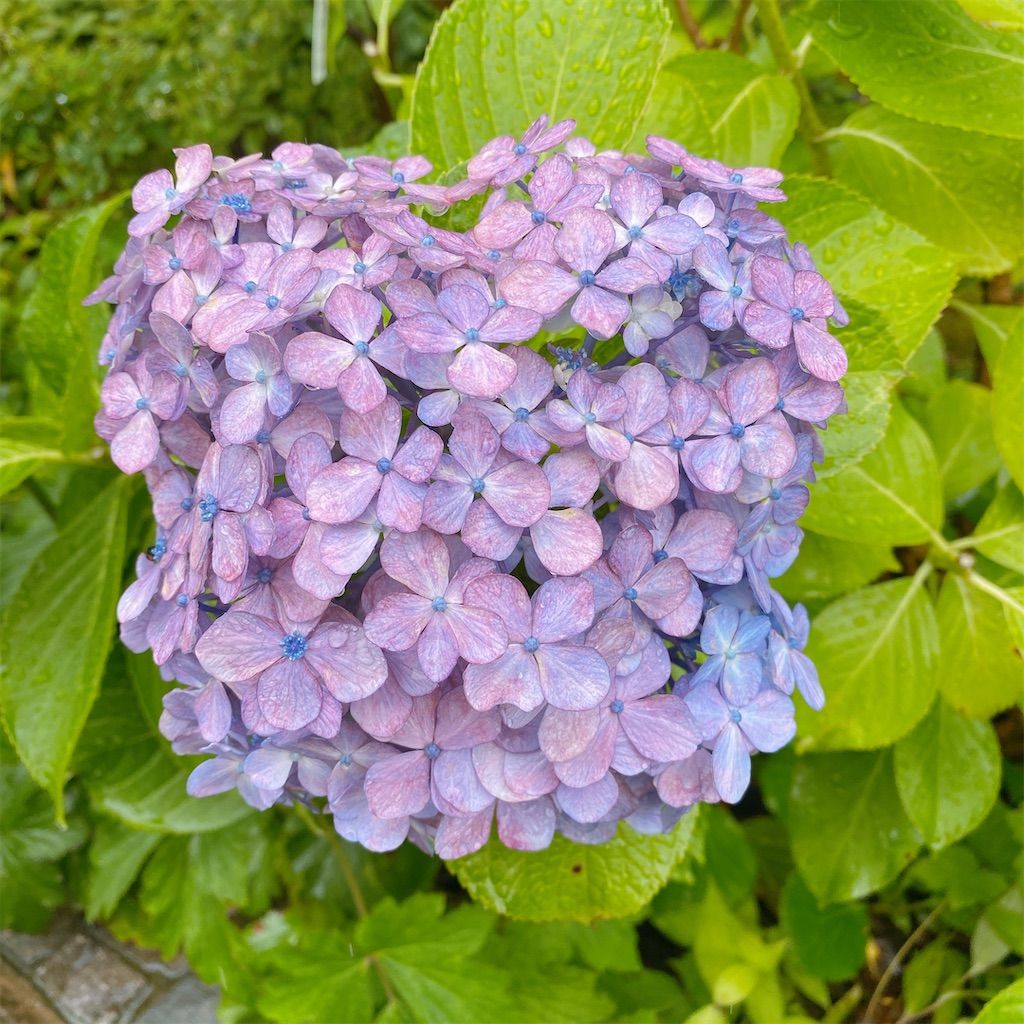 f:id:blossom-art:20210703224614j:image