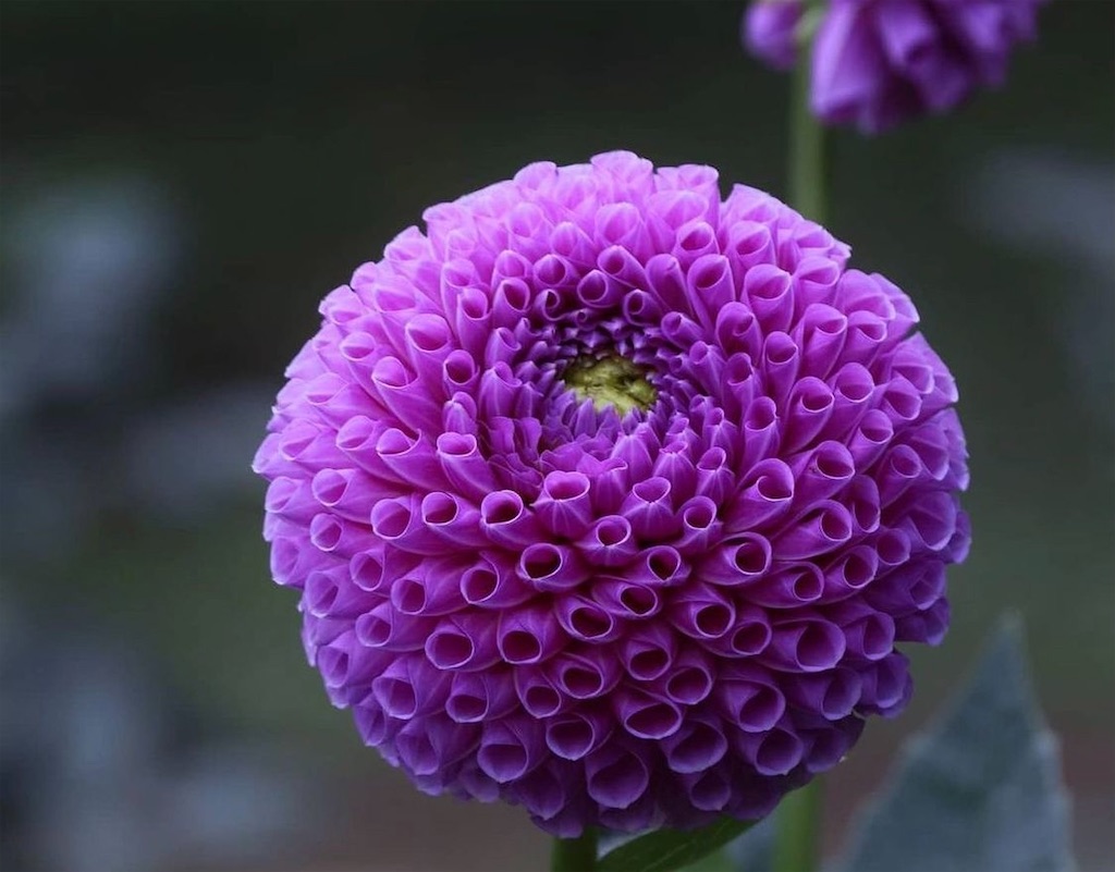 f:id:blossom-art:20211006212455j:image