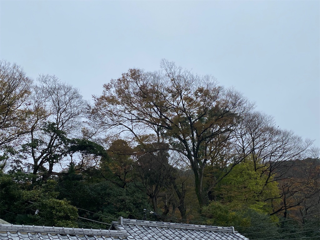f:id:blossom-art:20211122173108j:image