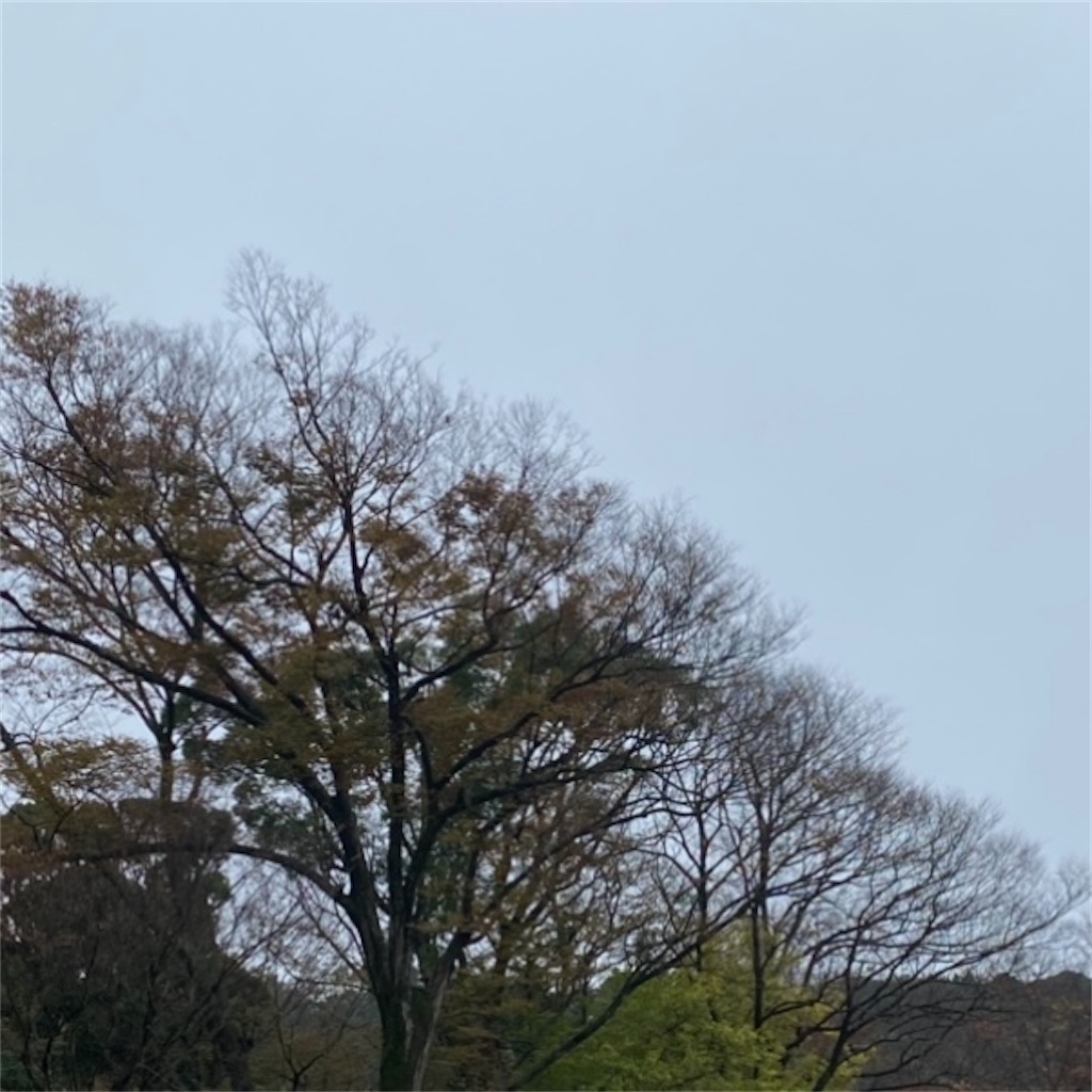 f:id:blossom-art:20211123200154j:image