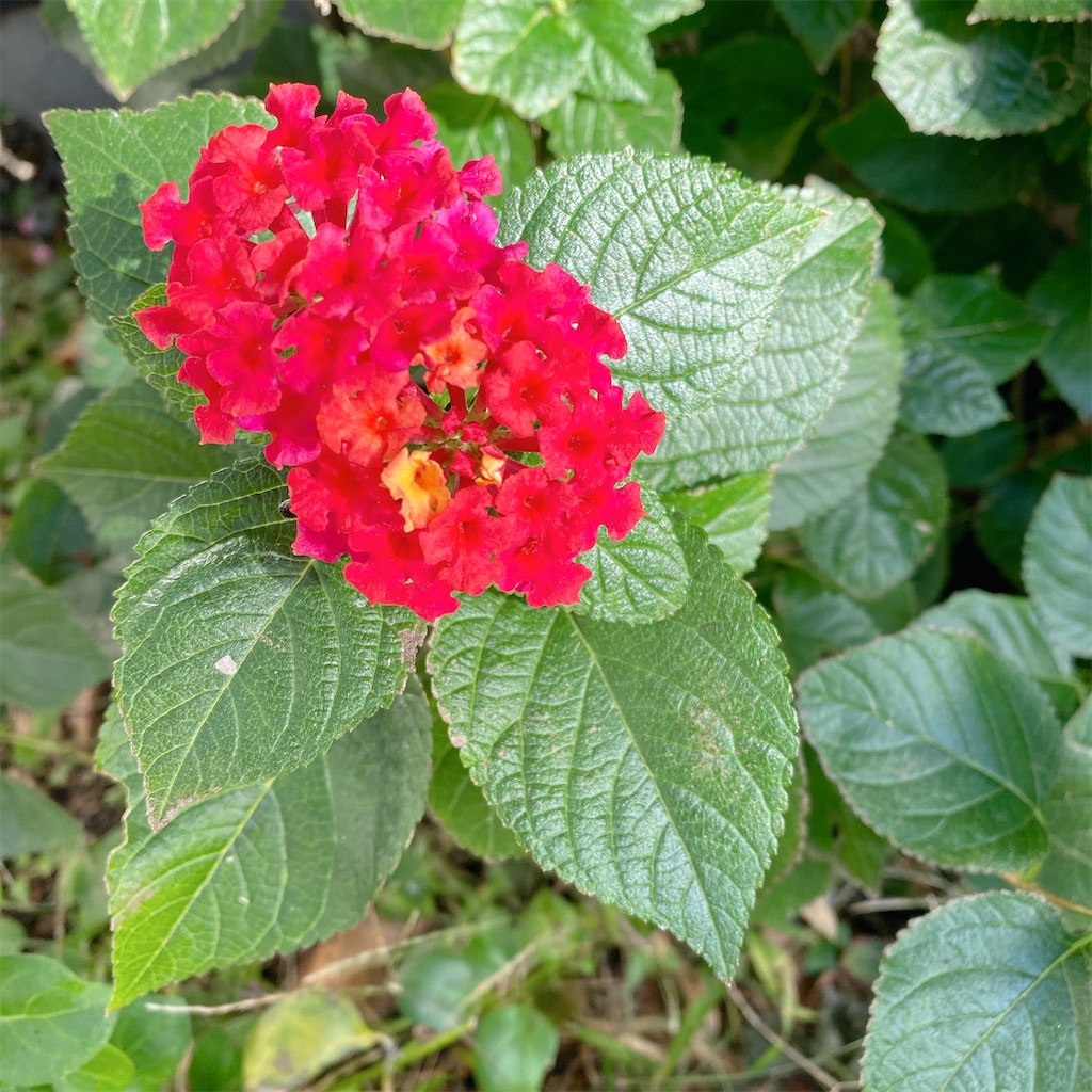 f:id:blossom-art:20211123200754j:image