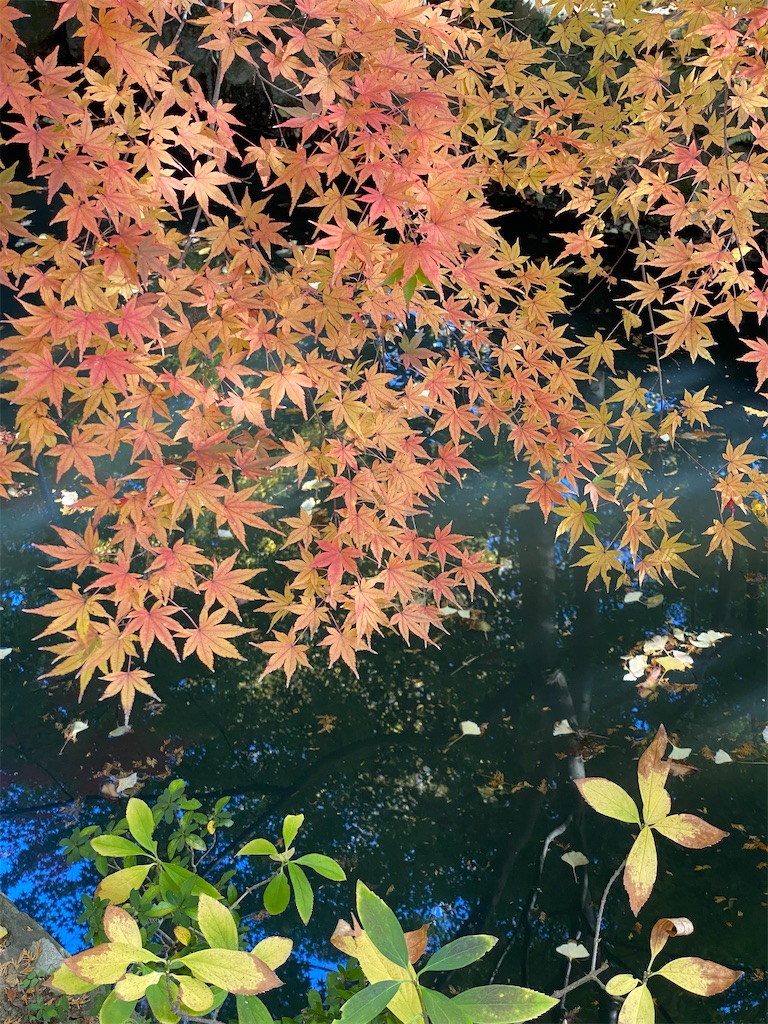 f:id:blossom-art:20211130180222j:image