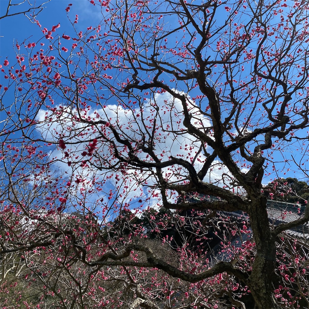 f:id:blossom-art:20220217181755j:image