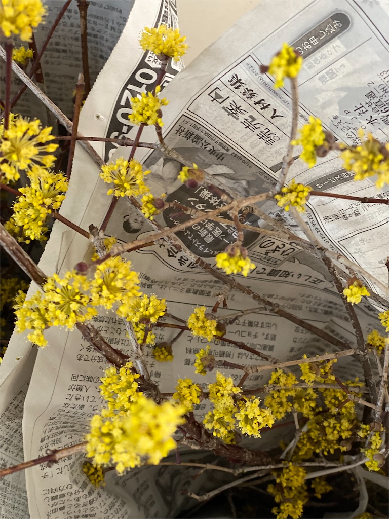 f:id:blossom-art:20220224184041j:image