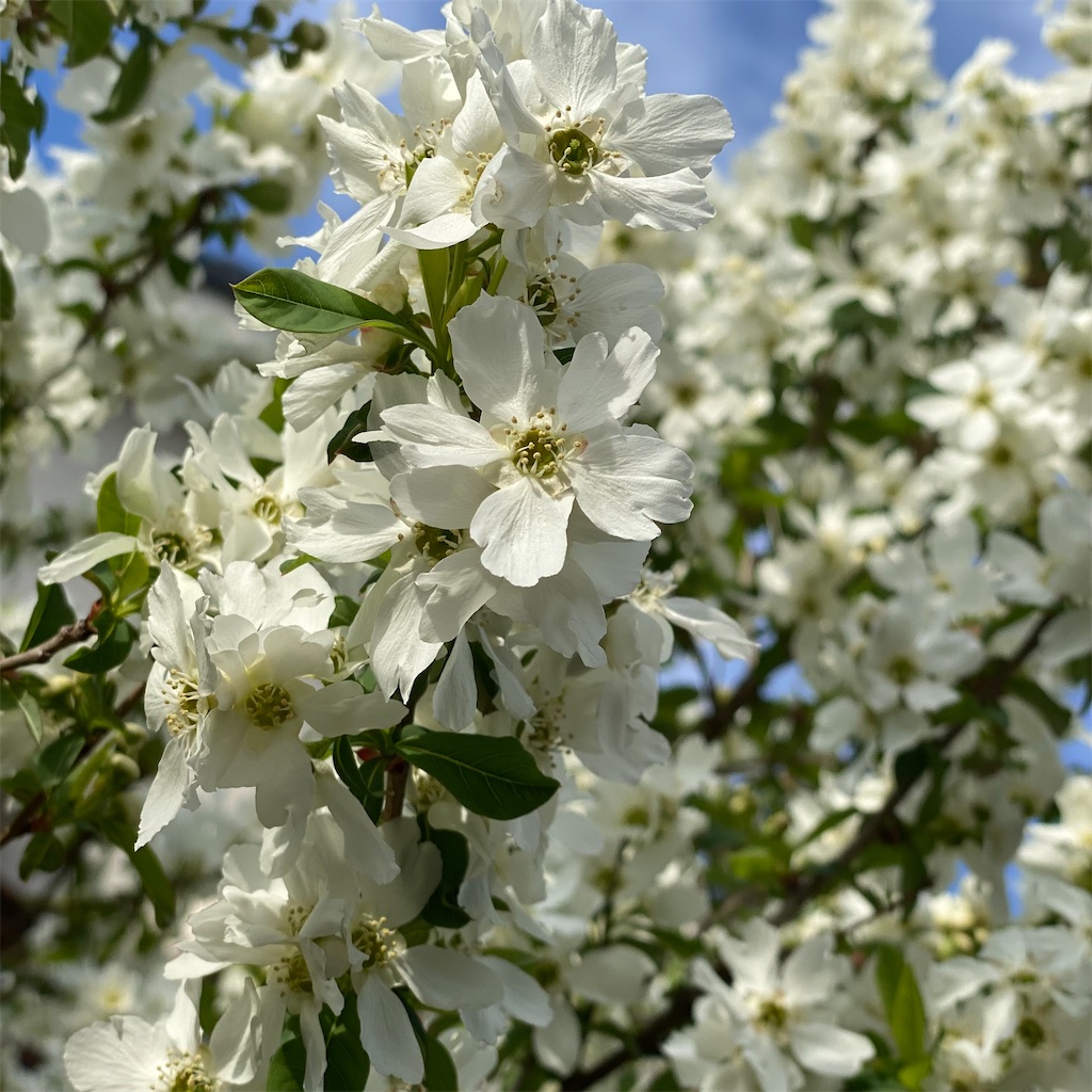f:id:blossom-art:20220402220211j:image