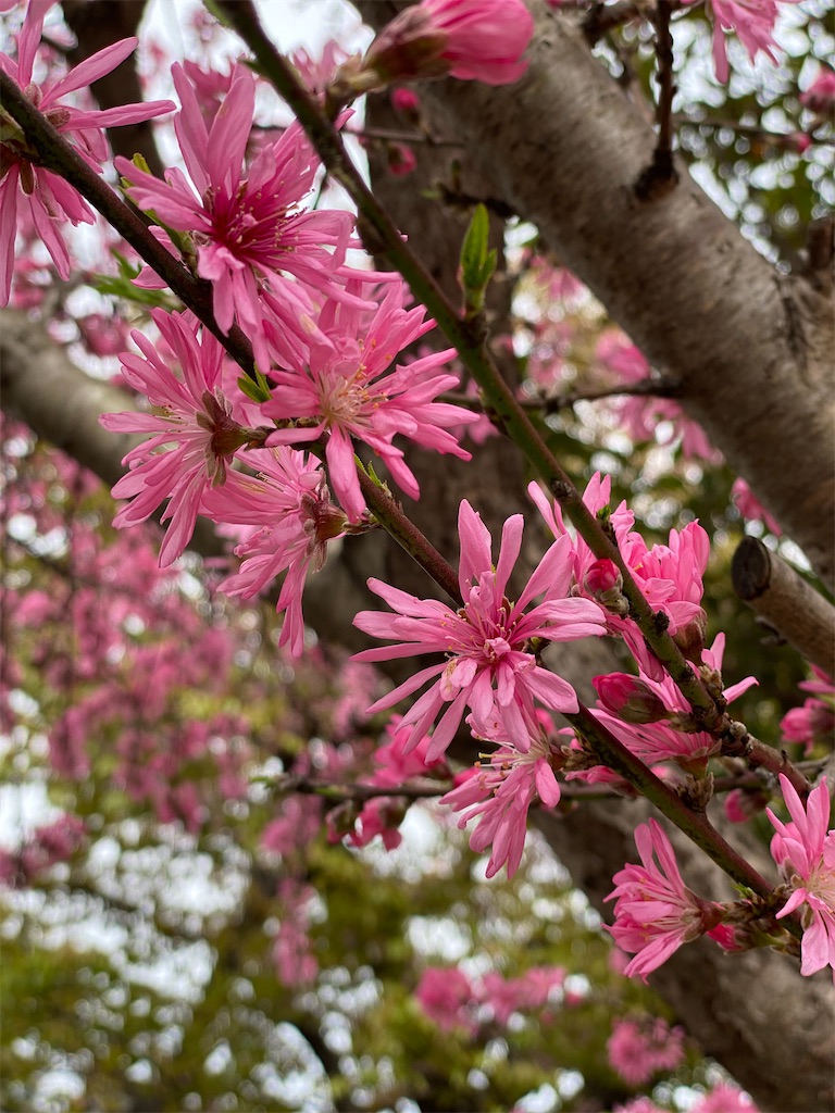 f:id:blossom-art:20220406195047j:image