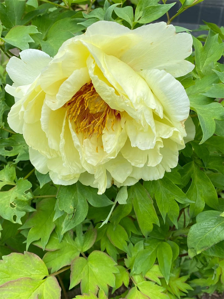 f:id:blossom-art:20220502182920j:image