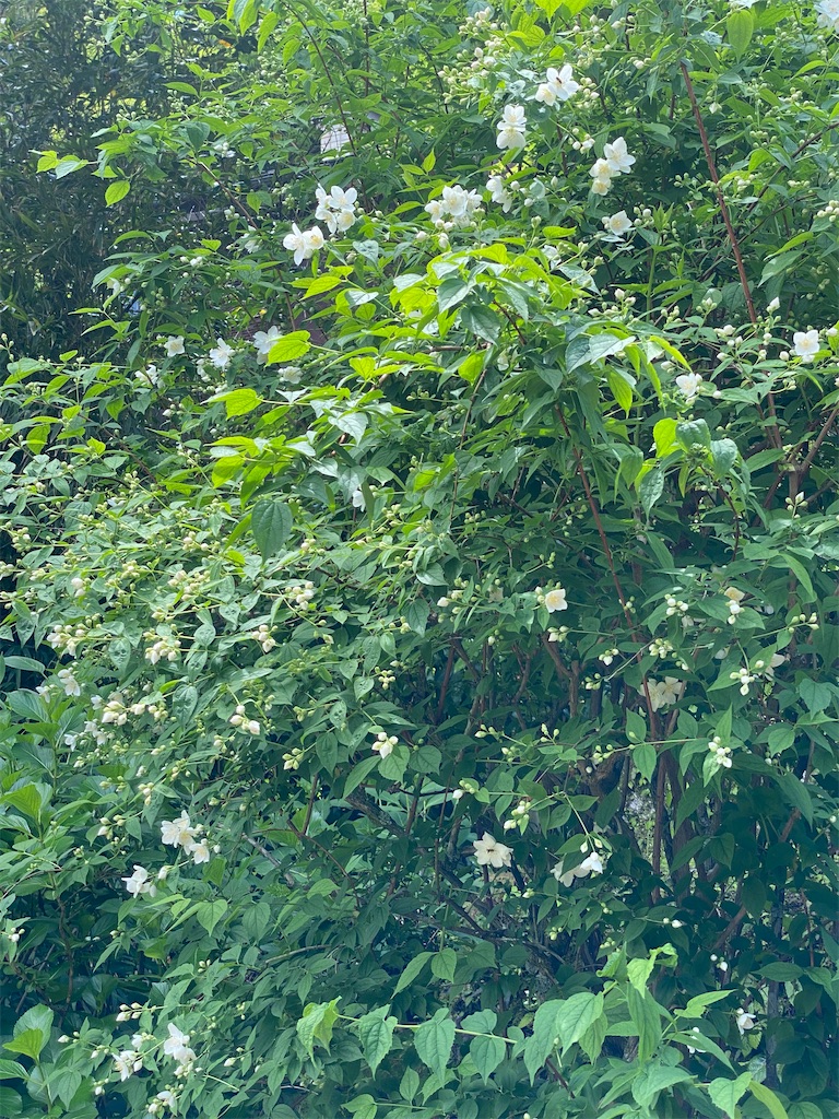 f:id:blossom-art:20220502183214j:image