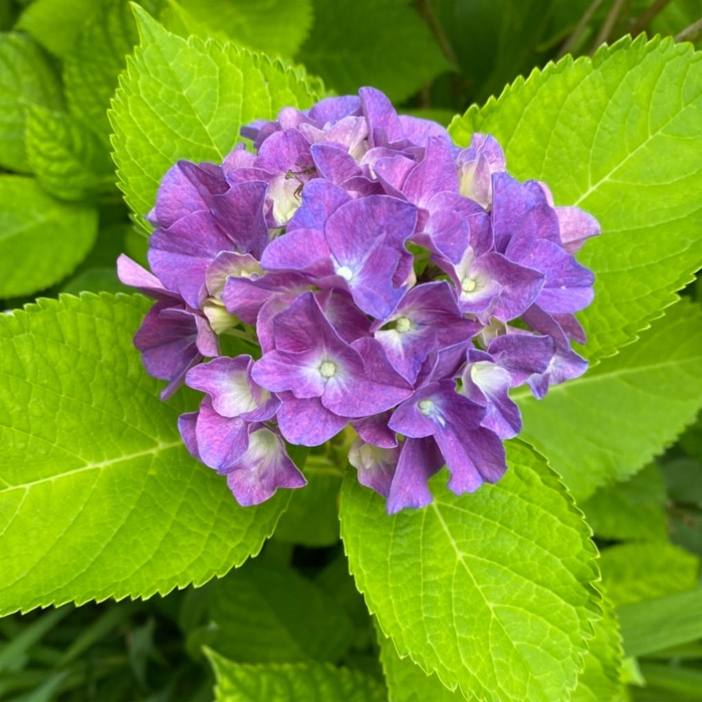 f:id:blossom-art:20220609180736j:image