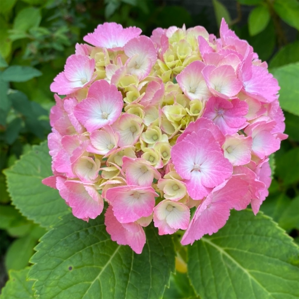 f:id:blossom-art:20220609180750j:image