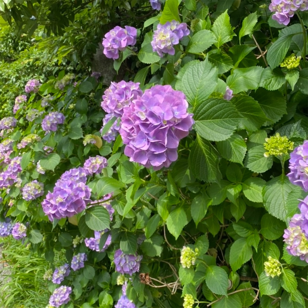 f:id:blossom-art:20220609180834j:image