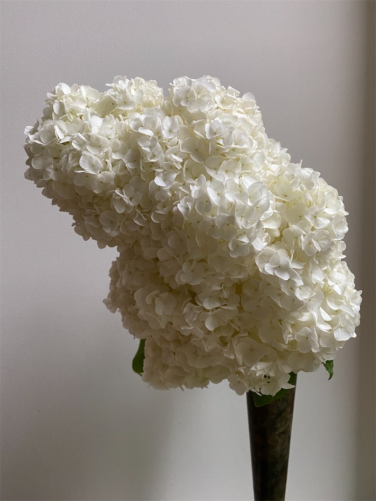 f:id:blossom-art:20220611204732j:image