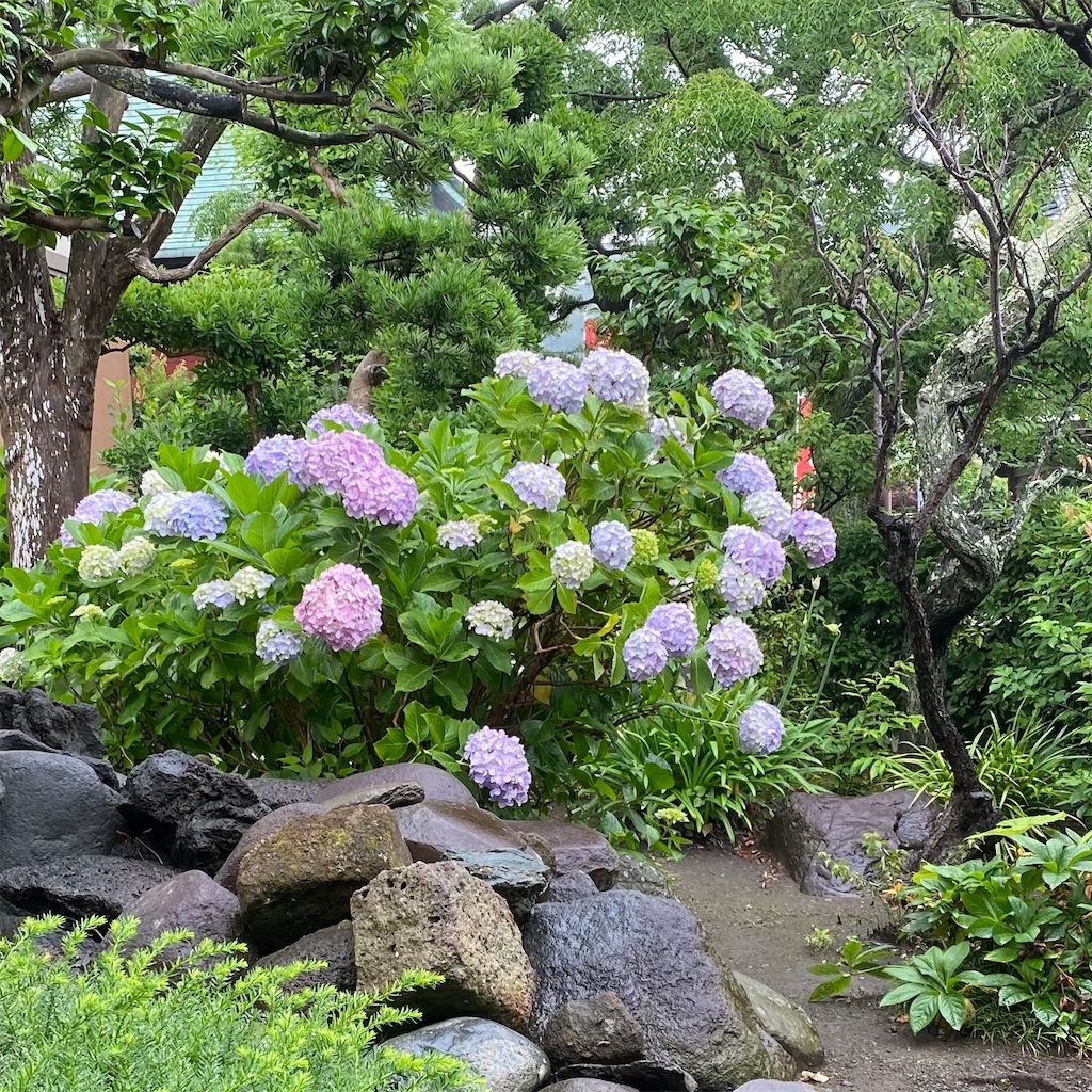 f:id:blossom-art:20220615210712j:image