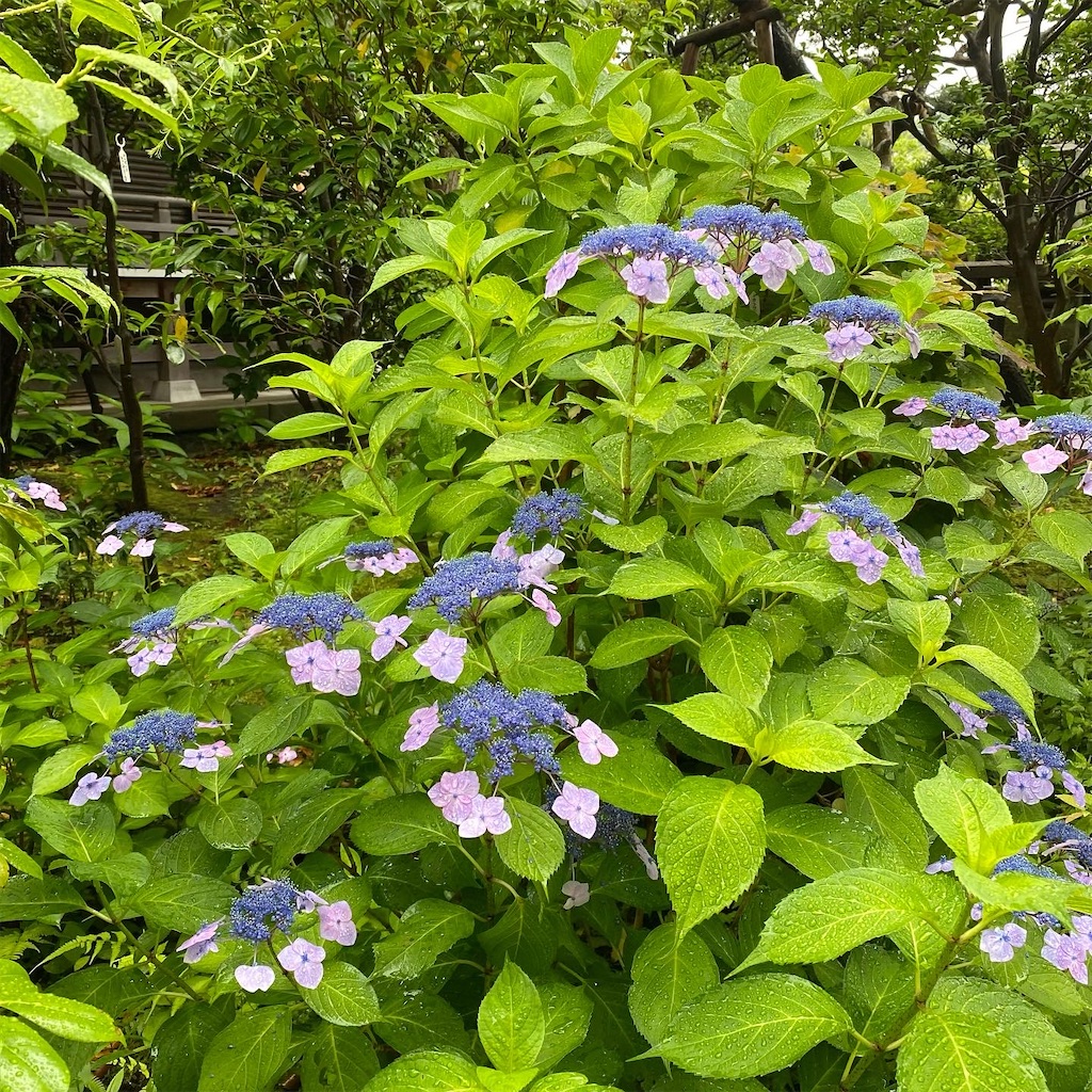 f:id:blossom-art:20220615210752j:image