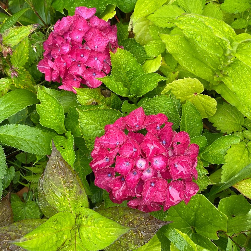 f:id:blossom-art:20220615210957j:image
