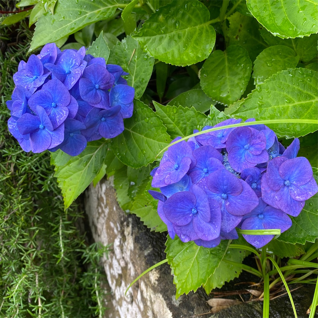f:id:blossom-art:20220615211154j:image