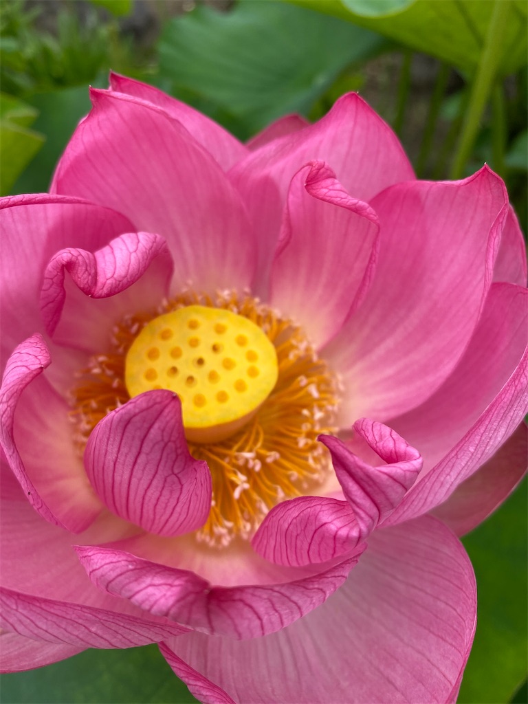 f:id:blossom-art:20220618185827j:image