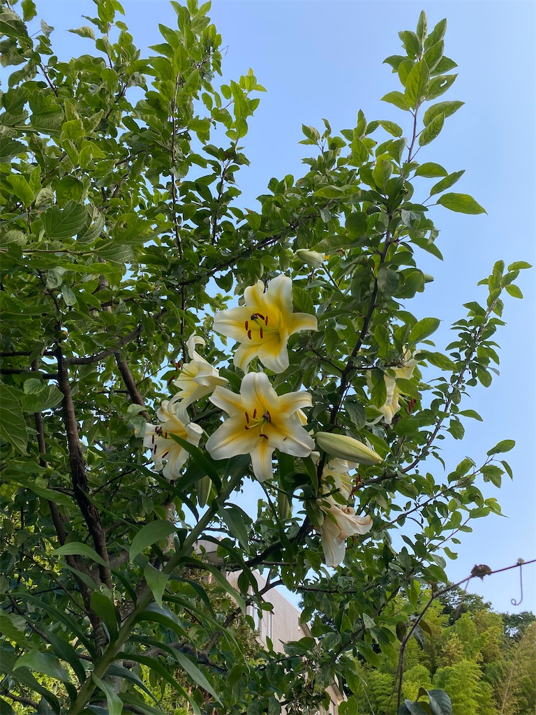 f:id:blossom-art:20220701181021j:image f:id:blossom-art:20220701181021j:image