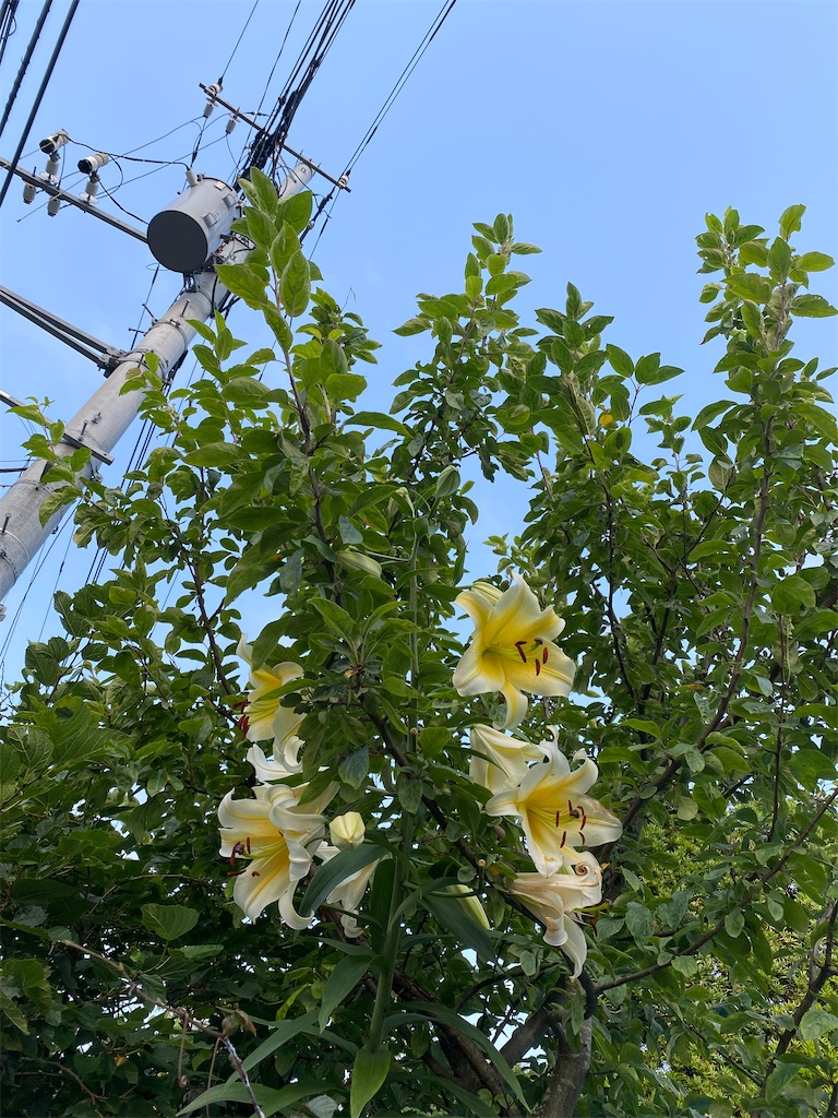 f:id:blossom-art:20220701181129j:image f:id:blossom-art:20220701181129j:image
