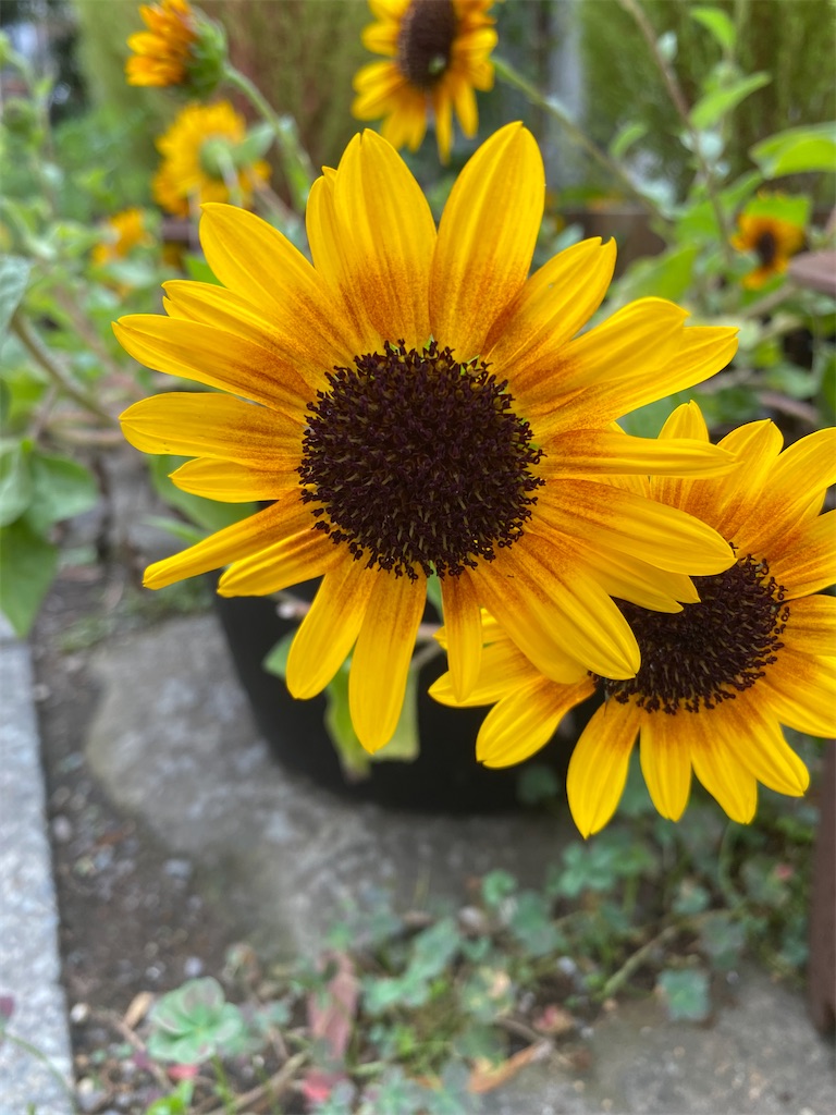 f:id:blossom-art:20220914200432j:image